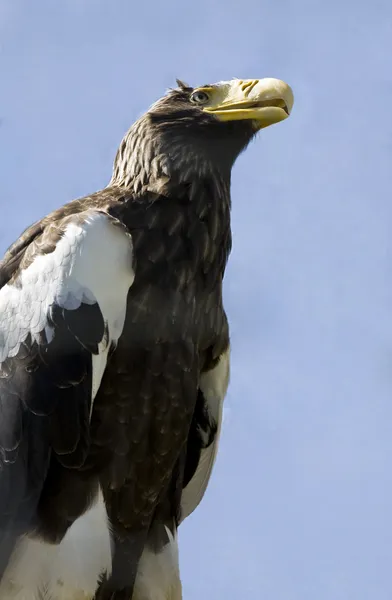 Steller's sea eagle. — Stock Photo, Image