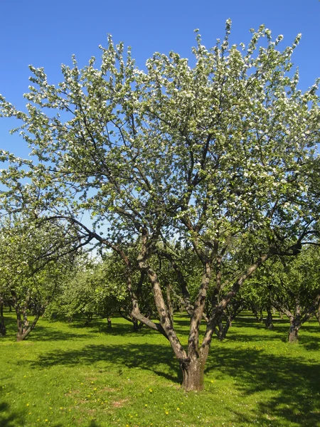 Elma Bahçe — Stok fotoğraf