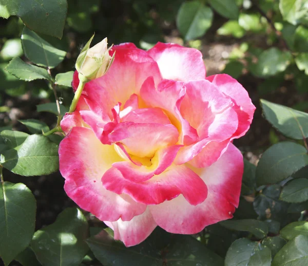 stock image Pink rose