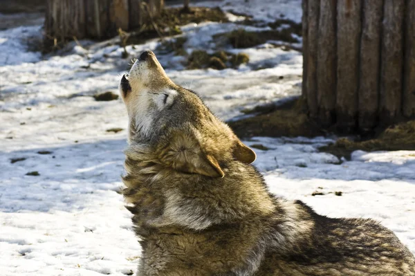 Волк зимой — стоковое фото