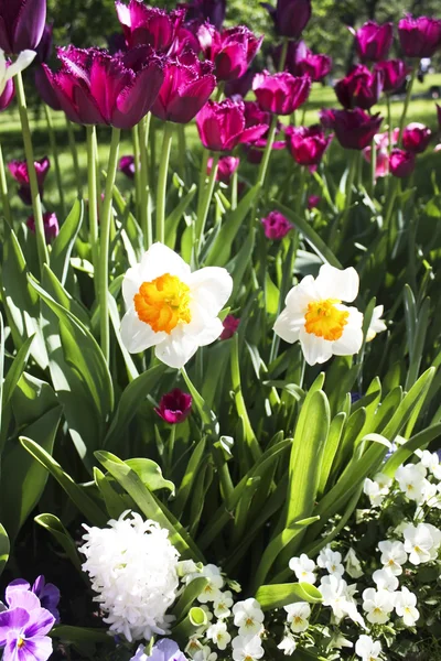 Bílý Narcis a tulipány — Stock fotografie