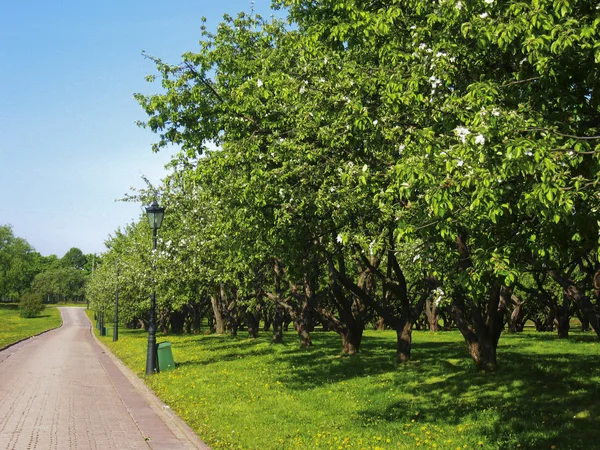 Road in apple garden — Stock Photo, Image