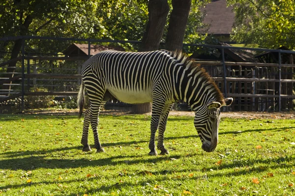 Zebra staande — Stockfoto