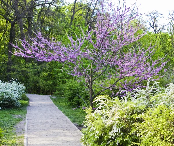 春季粉红树 — 图库照片