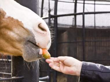 Feeding horse clipart