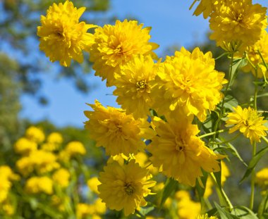 Rudbeckia Echinacea clipart