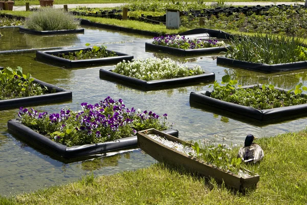 stock image Flowerbeds on water