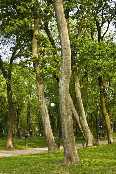 Árvores no parque — Fotografia de Stock