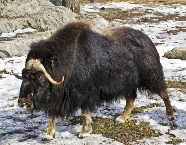 Buey almizclero — Foto de Stock