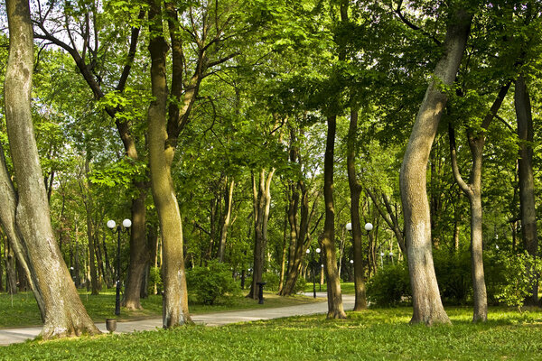 Summer landscape - park with big trees and avenue.
