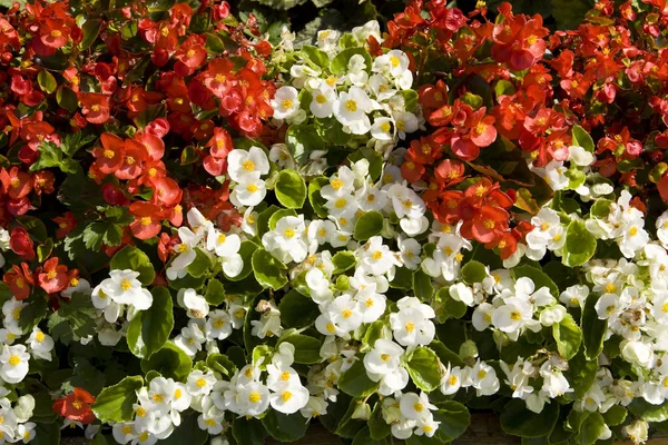 Biała i czerwona begonia — Zdjęcie stockowe