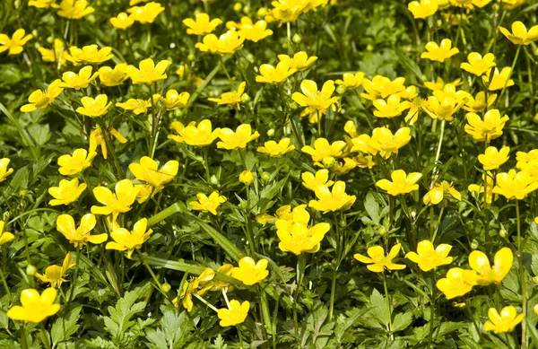 stock image Yellowcups