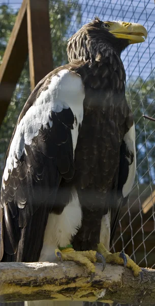Steller's sea eagle — Stock Photo, Image