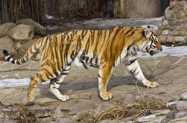 Yürüyüş tiger — Stok fotoğraf