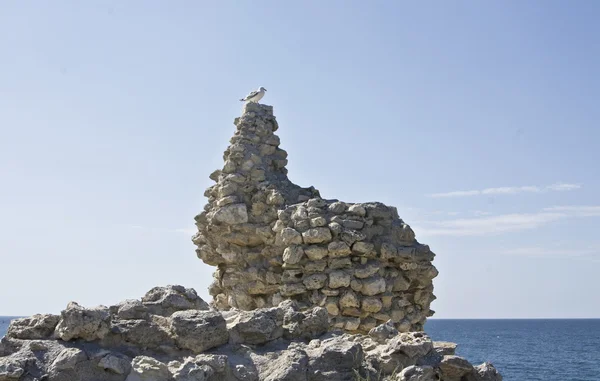 Морская чайка на руинах — стоковое фото