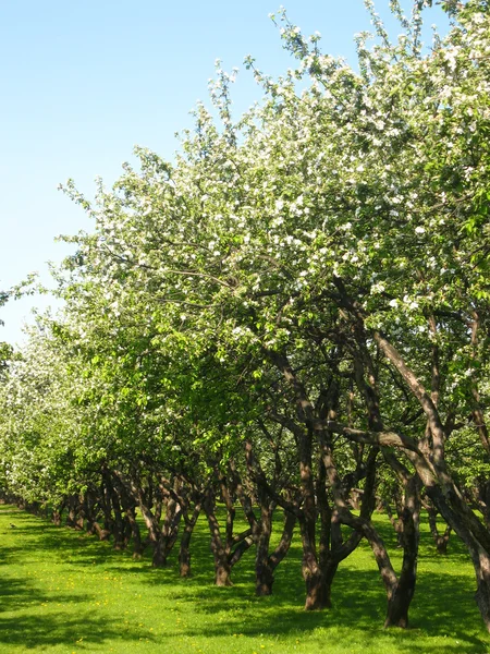 Apfelgarten in voller Blüte — Stockfoto