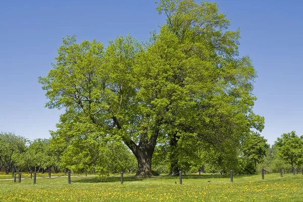 Дубове дерево 400 років — стокове фото