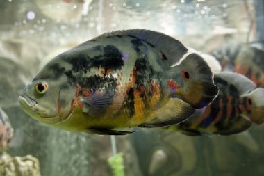 Astronotus ocellatus