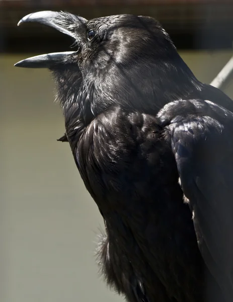 Corvo (Corvus corax ) — Fotografia de Stock