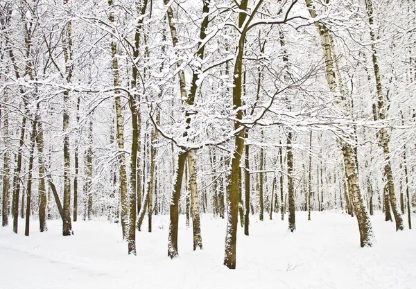冬の白樺の森 — ストック写真