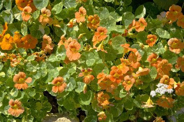 Nasturtium (Tropaeolum) clipart