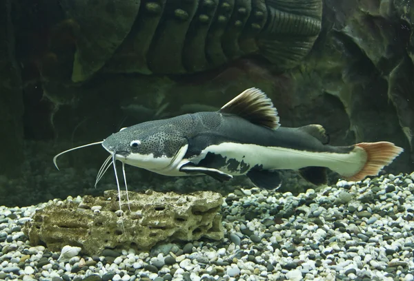 Phractocephalus hioliopterus (pesci lenzuolo ) — Foto Stock
