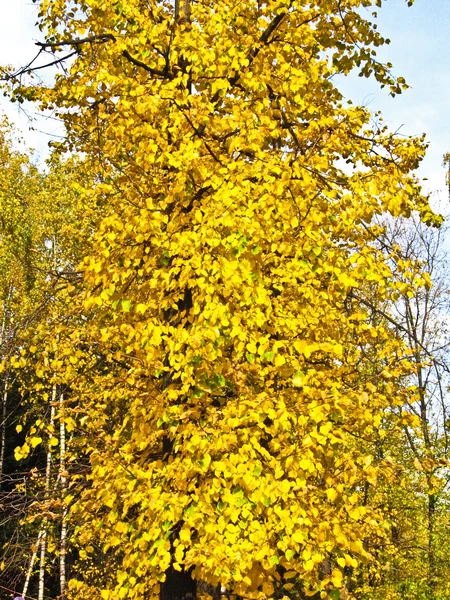 金树 — 图库照片