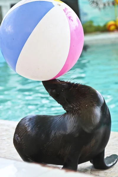 Морской лев с мячом — стоковое фото