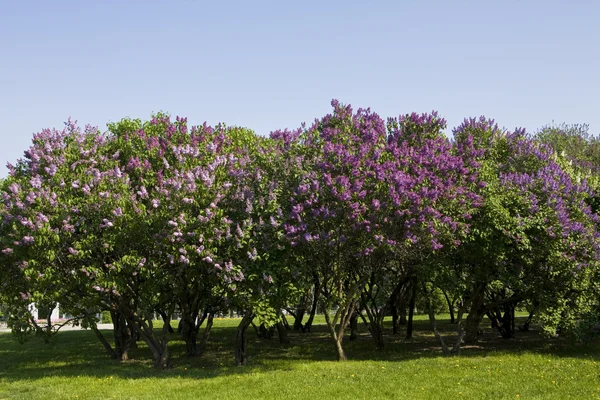 Lilac garden — Stock Photo, Image