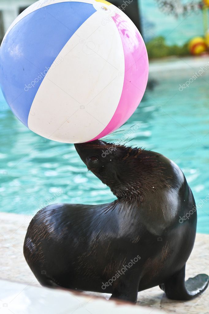 Sea lion with ball