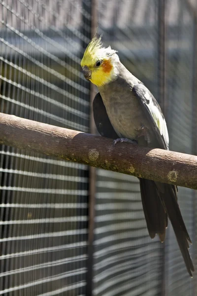 Cacatua (crista) papagaio — Fotografia de Stock