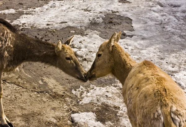 Beso de ciervos —  Fotos de Stock