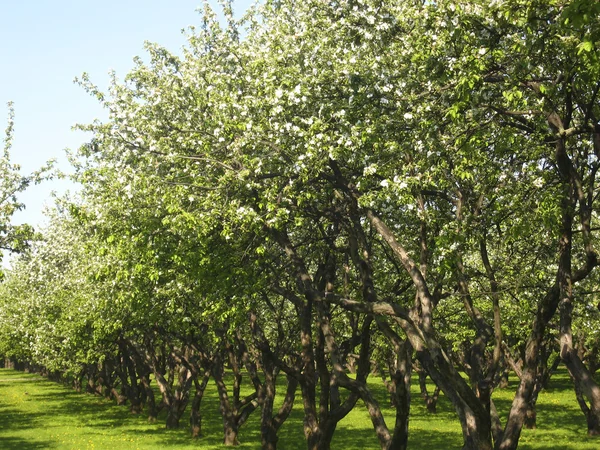 Apple kert virág — Stock Fotó