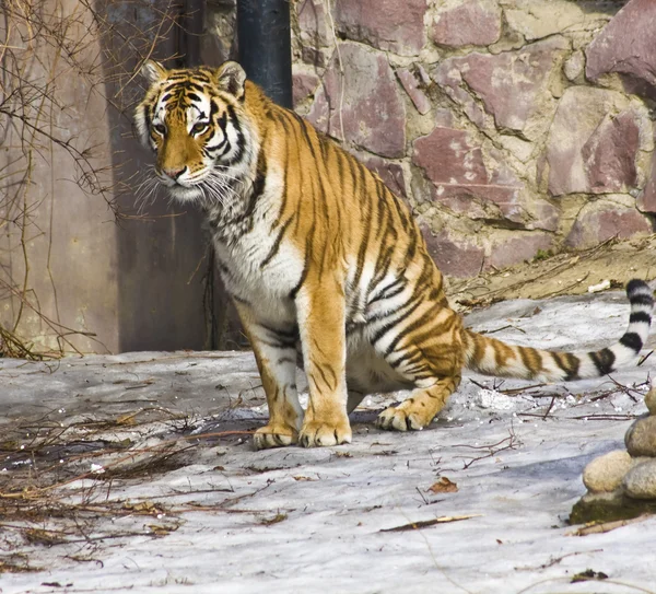 Siedzący tygrys — Zdjęcie stockowe