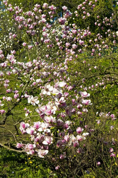 Magnolia rosa — Foto Stock