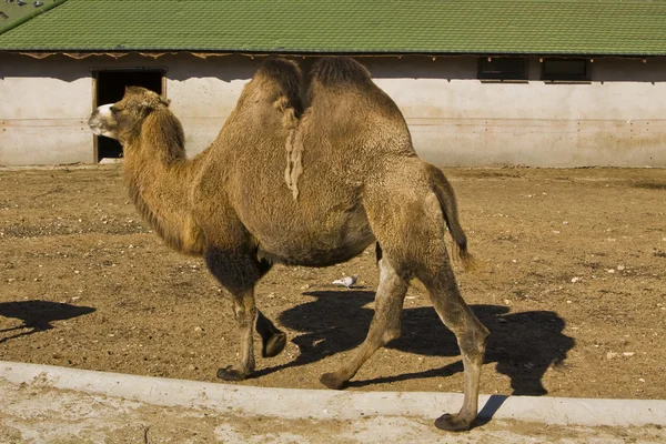 Dois-humped camelo — Fotografia de Stock