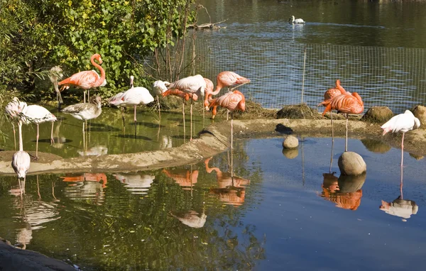 Rosa und weißer Flamingo — Stockfoto