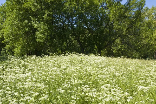 夏の草原 — ストック写真