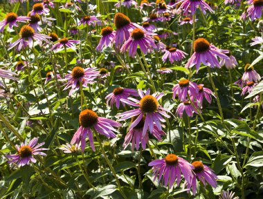 mor rudbeckia