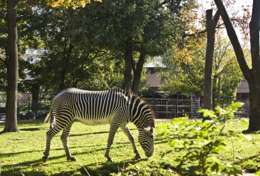 Zebra, Moskova hayvanat bahçesi