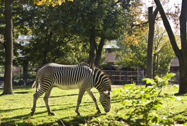 Zebra, Moscow zoo clipart