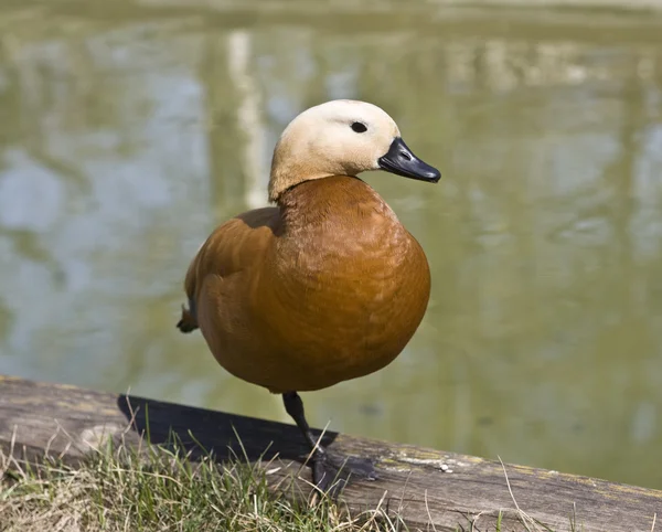 Ente in Wassernähe — Stockfoto