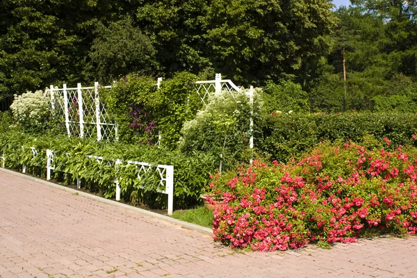 Скамейка в розовом саду — стоковое фото