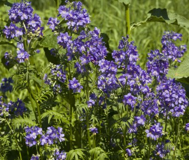 Polemonium calruleum clipart