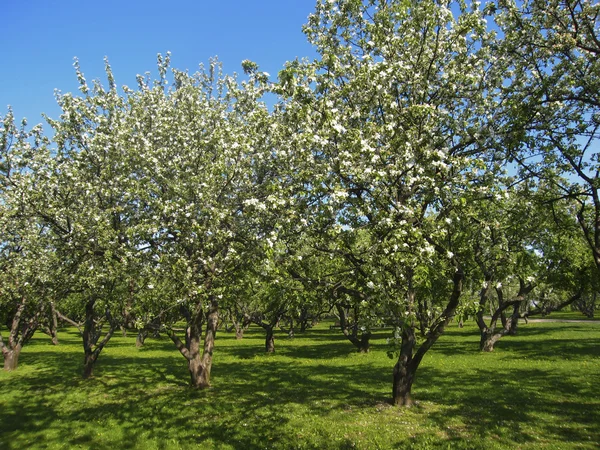 ブロッサムのリンゴ園 — ストック写真