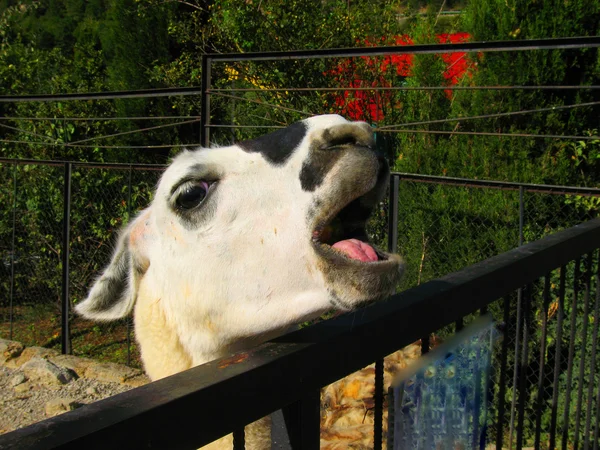 Head of lama — Stock Photo, Image