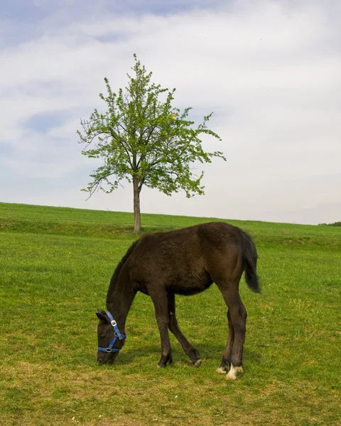 Koně a strom — Stock fotografie