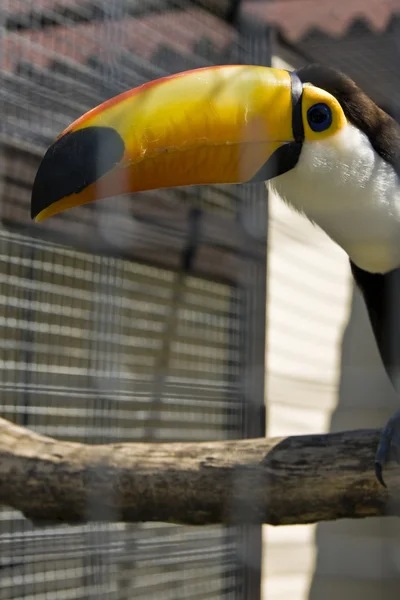 Ramphastos toco (toco toucan) — Φωτογραφία Αρχείου
