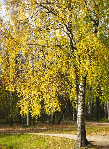 Yellow birch tree — Stock Photo, Image