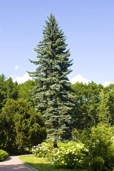 Duży niebieski świerk drzewa — Zdjęcie stockowe